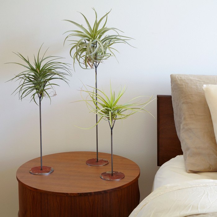 How to decorate a bedroom with aerial plants