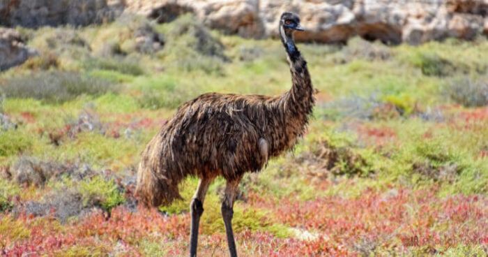 How to cook emu meat indian style